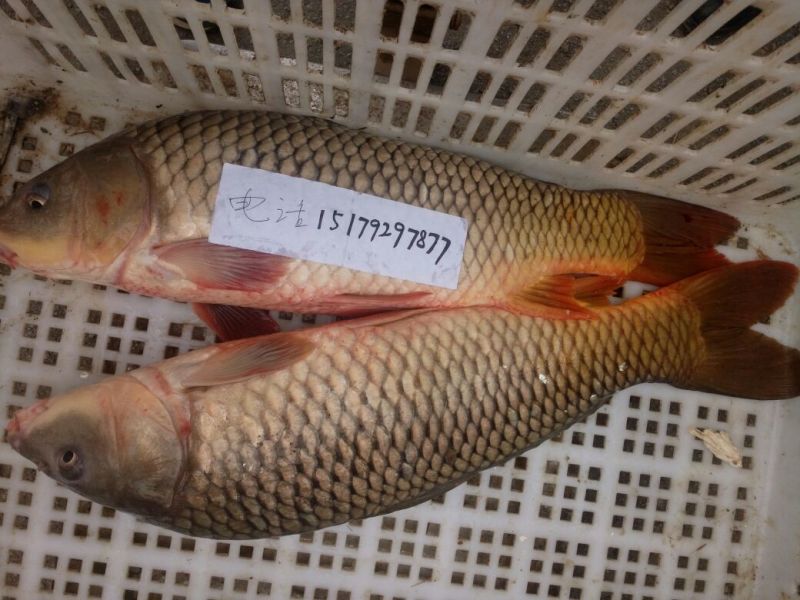 河鲤鱼1~2公斤食用