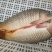 河鲤鱼1~2公斤食用
