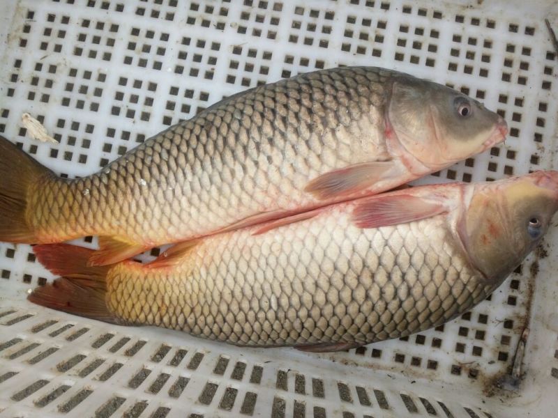 河鲤鱼1~2公斤食用