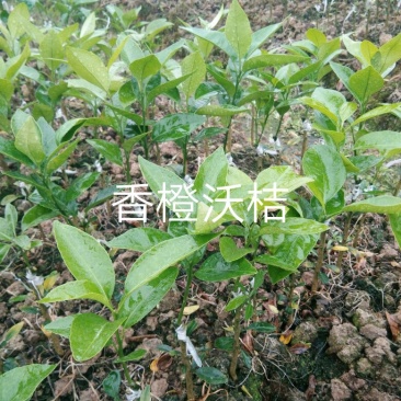 沃柑苗30cm以下