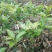 沃柑苗30cm以下