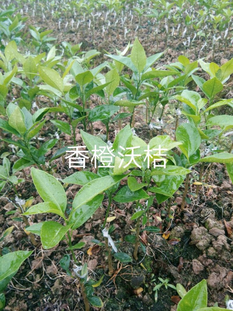 沃柑苗30cm以下