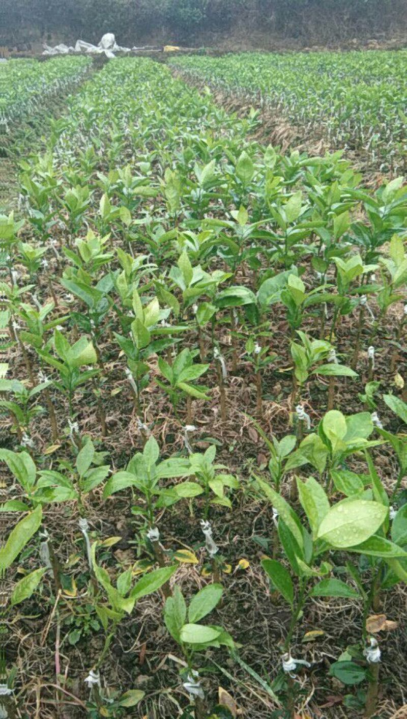 沃柑苗30cm以下