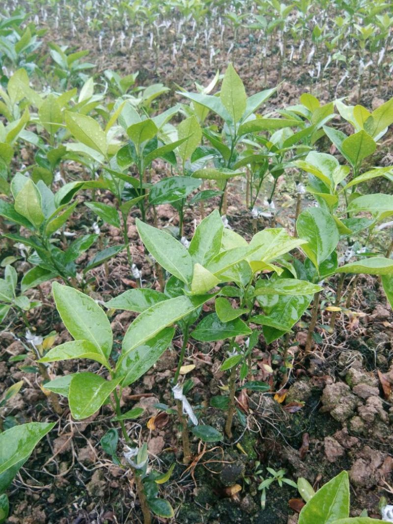 沃柑苗30cm以下