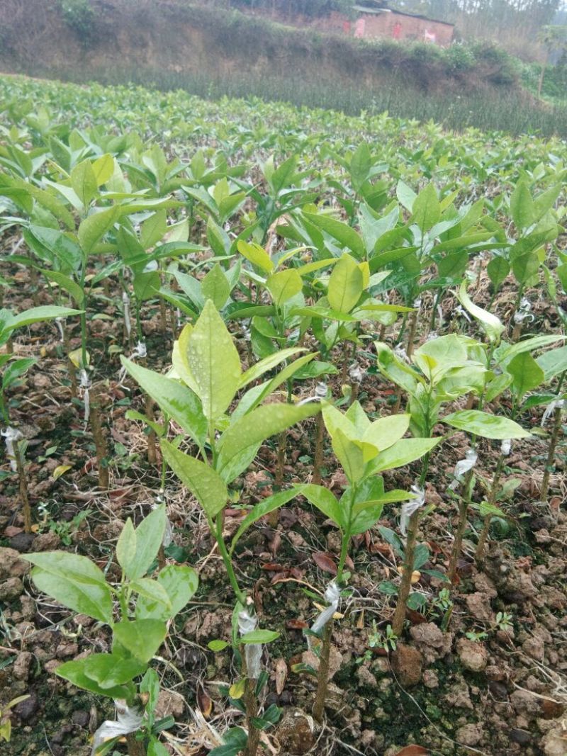 沃柑苗30cm以下
