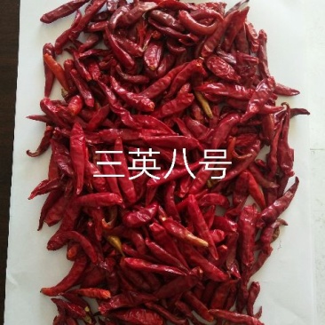 朝天椒干辣椒上通货9成干以上