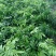 黄皮果苗50~1.2米