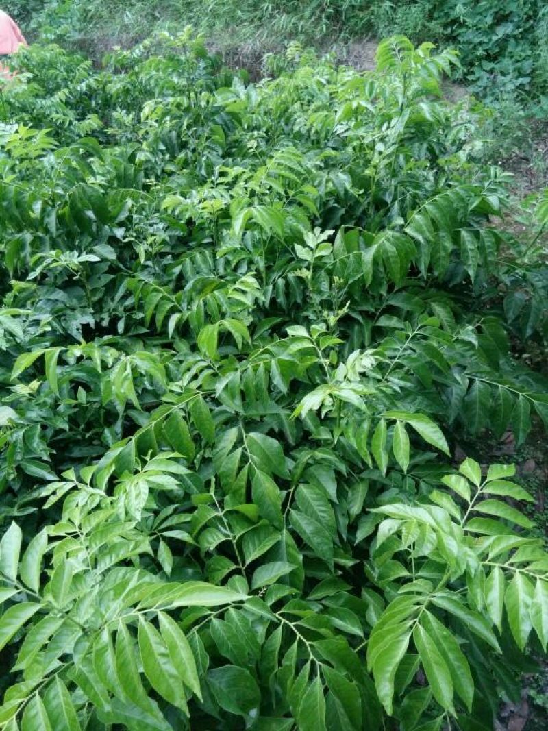黄皮果苗50~1.2米