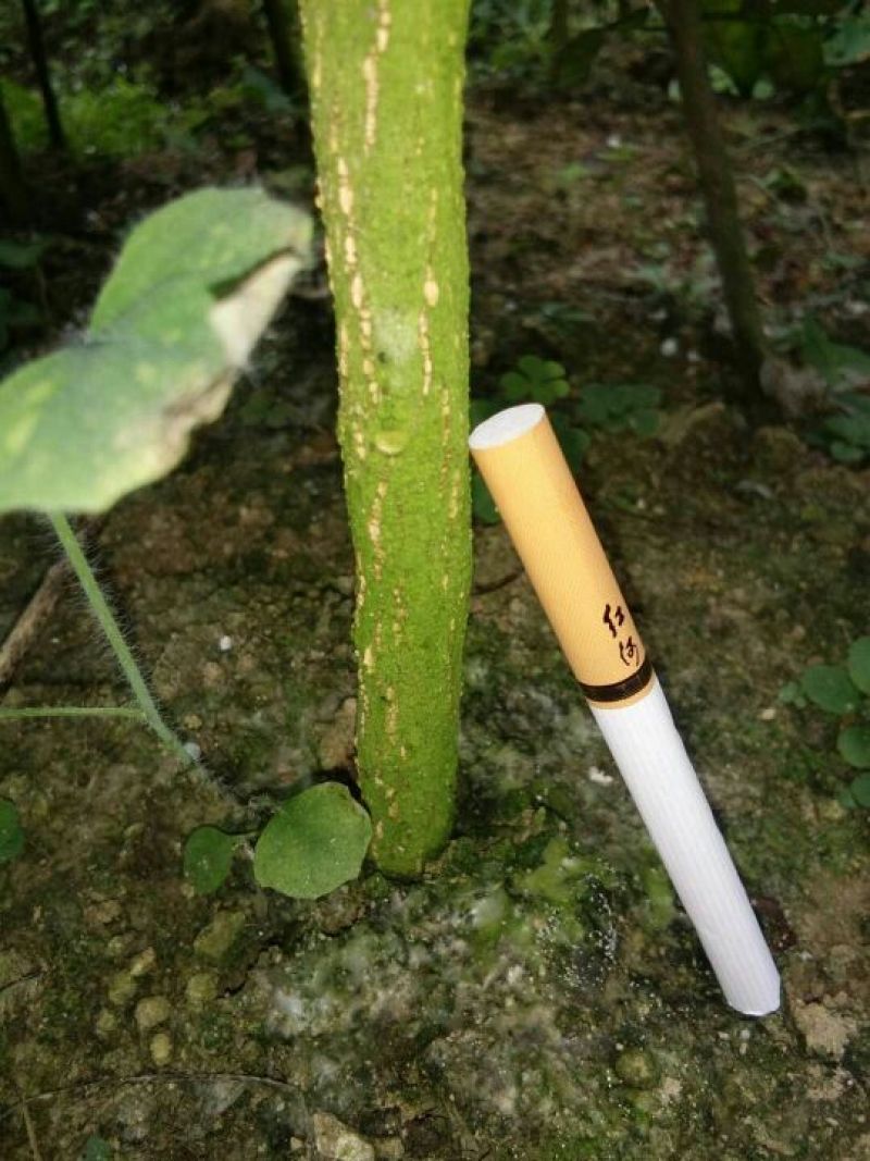 黄皮果苗50~1.2米
