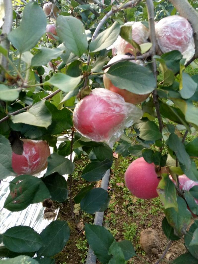 苹果纸袋+膜袋，货原充足，保质保量，沂蒙山苹果口感好。