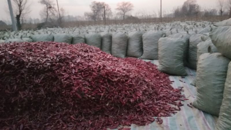 北京红干辣椒山西北京红干辣椒