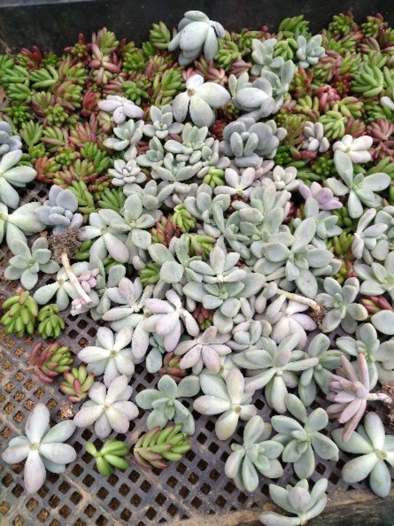 多肉植物不含盆