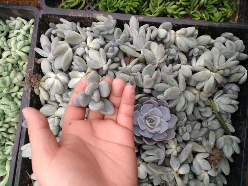 多肉植物不含盆