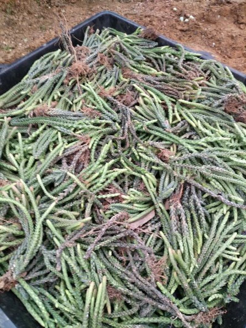 多肉植物不含盆