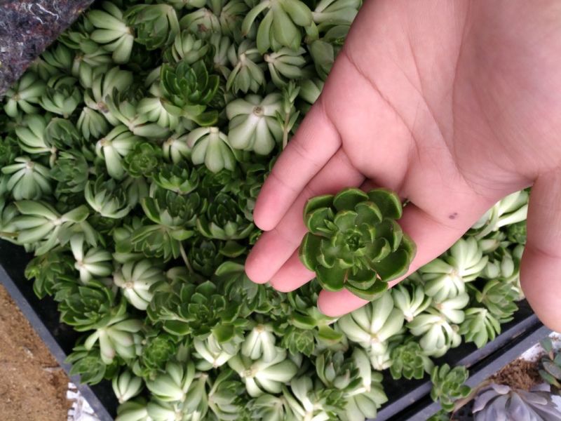 多肉植物不含盆