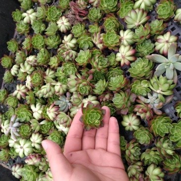 多肉植物不含盆