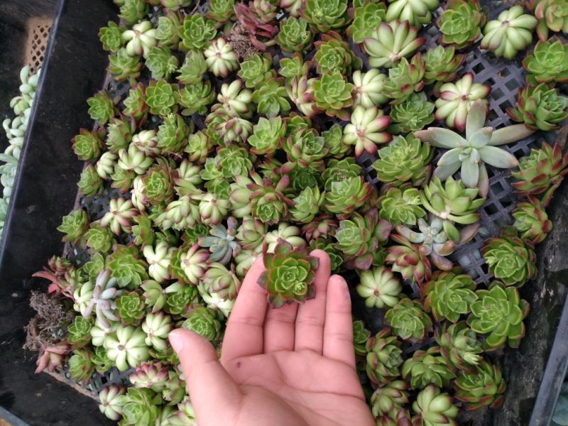 多肉植物不含盆