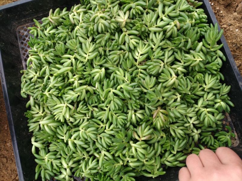 多肉植物不含盆