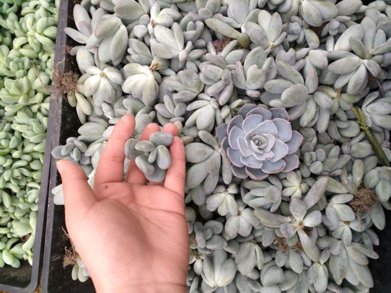 多肉植物不含盆