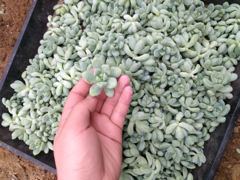 多肉植物不含盆