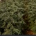 凤椒，大红袍，无刺花椒苗0.5~1年