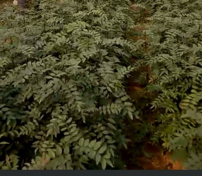 凤椒，大红袍，无刺花椒苗0.5~1年