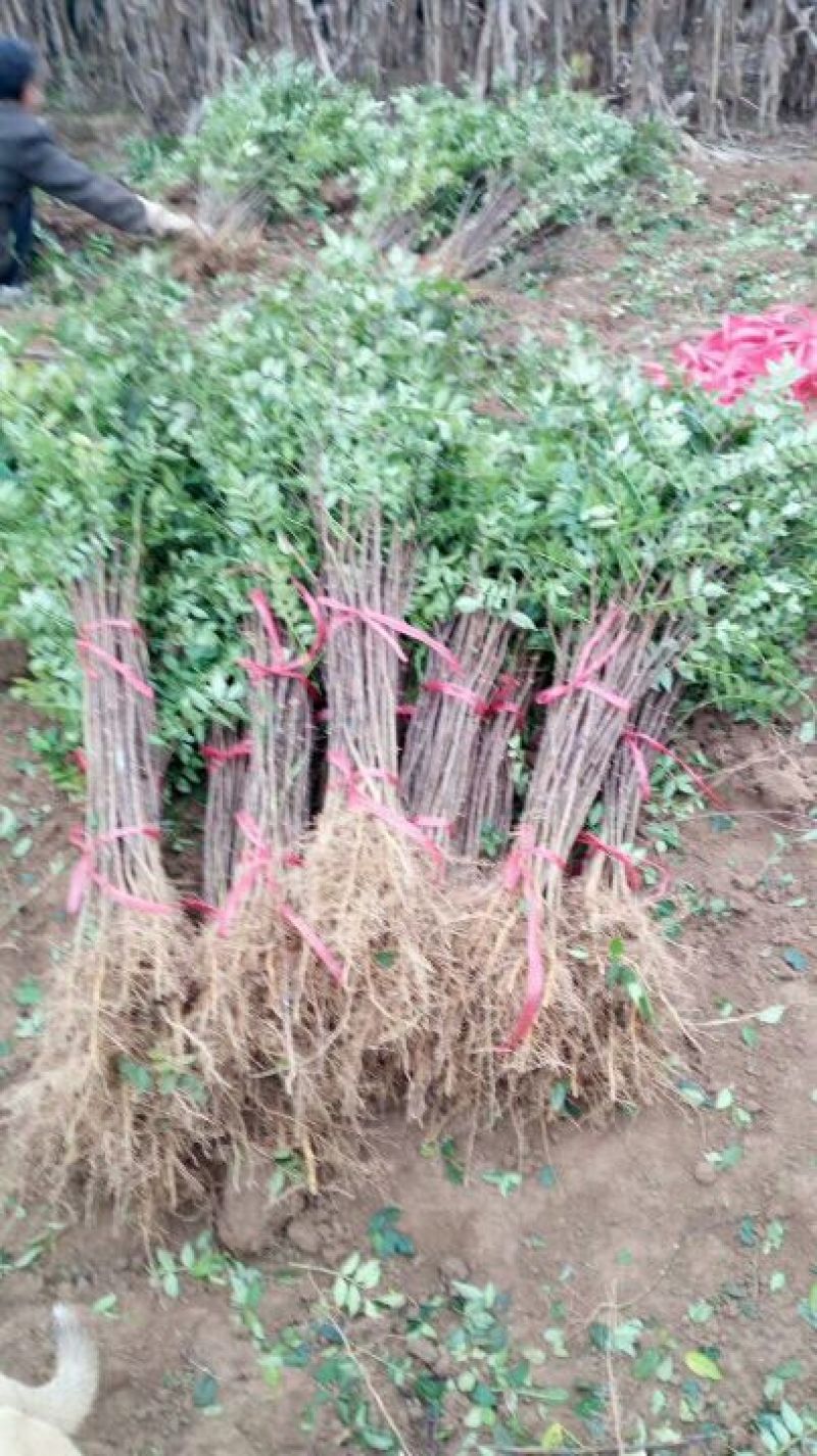 凤椒，大红袍，无刺花椒苗0.5~1年