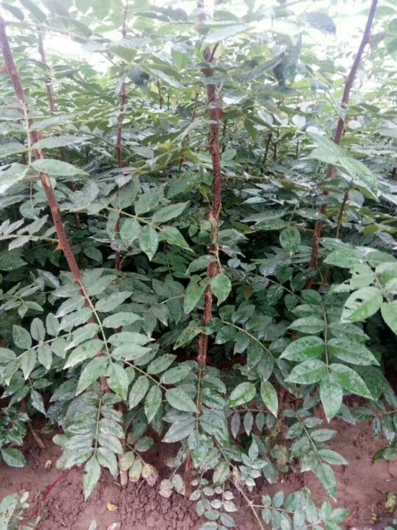 凤椒，大红袍，无刺花椒苗0.5~1年