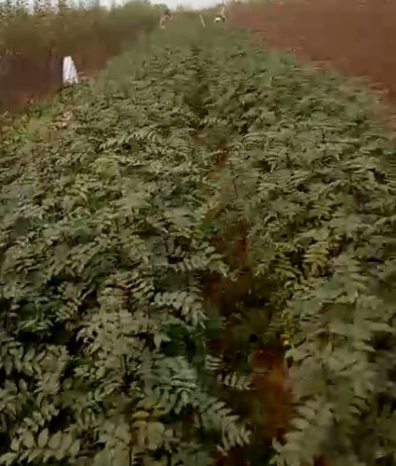 凤椒，大红袍，无刺花椒苗0.5~1年