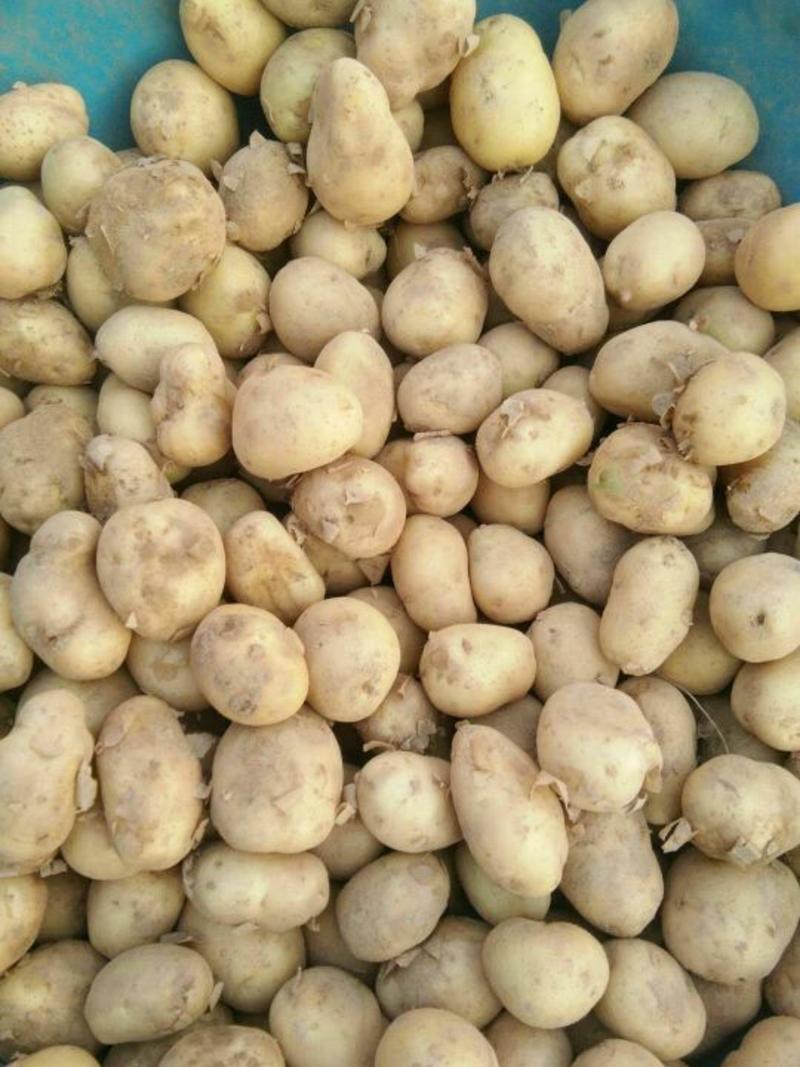 迷你土豆1两以下，根据客户规格挑选，20到40克