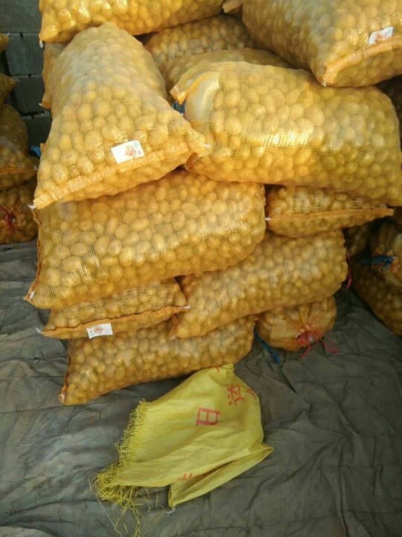荷兰十五土豆迷你土豆，高山洋芋，20到40克