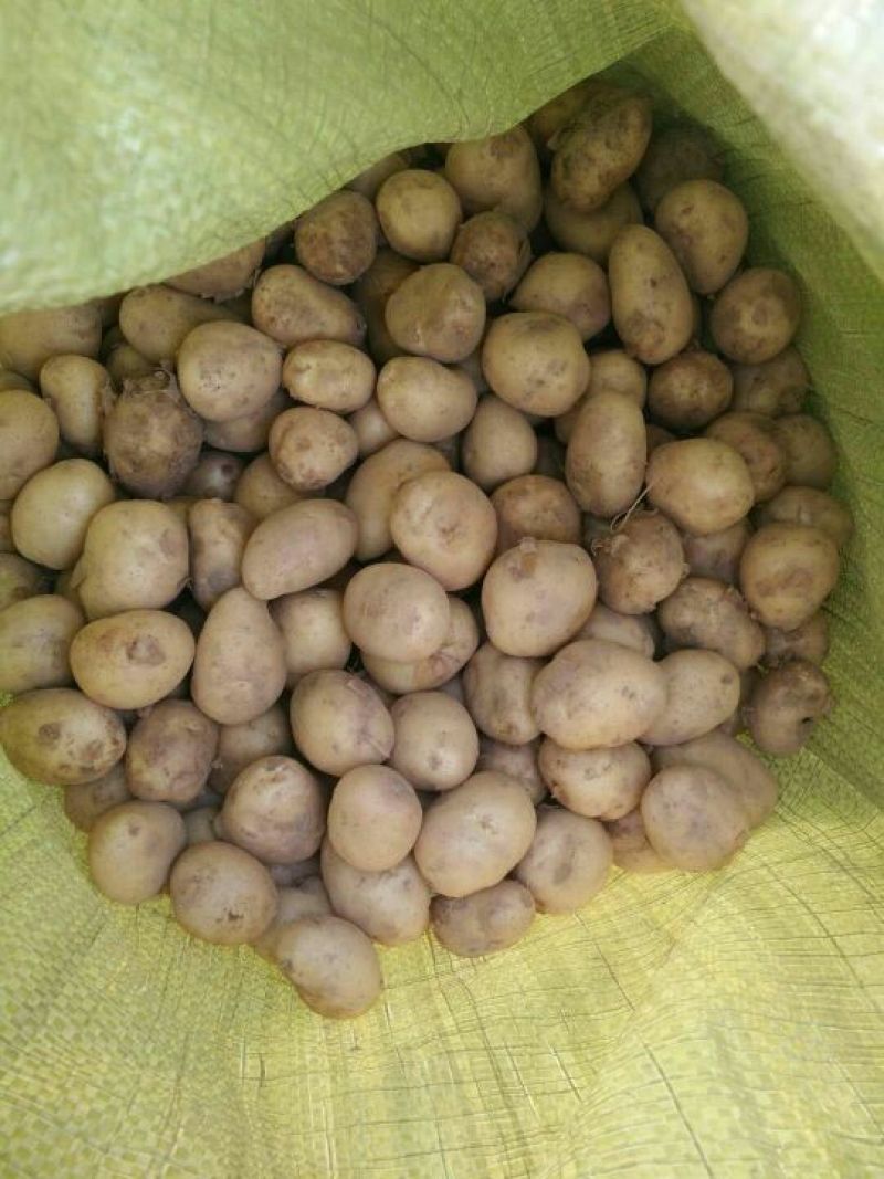 荷兰十五土豆迷你土豆，高山洋芋，20到40克