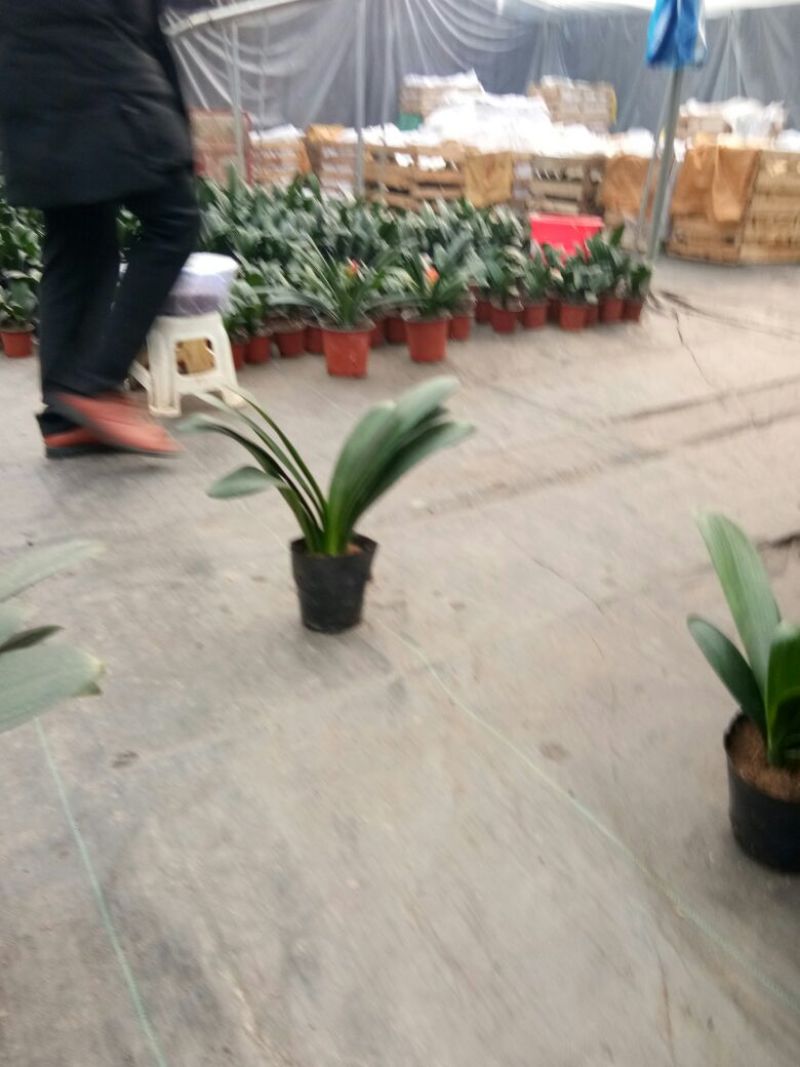 君子兰【原盆原土包活】君子兰盆栽花苗四季开花绿植物室内室