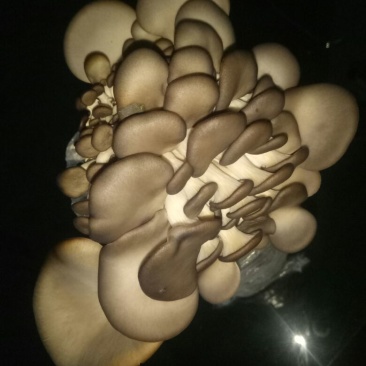 小黑平菇厚5~7cm浅灰色