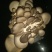 小黑平菇厚5~7cm浅灰色