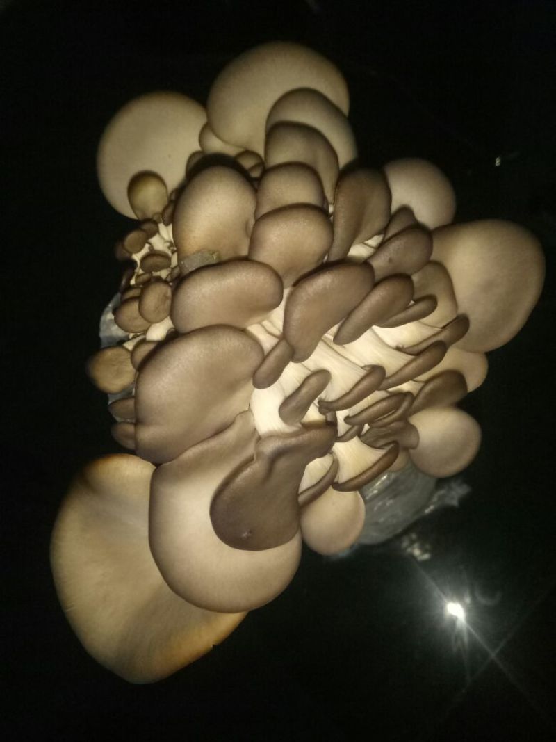 小黑平菇厚5~7cm浅灰色
