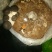 小黑平菇厚5~7cm浅灰色