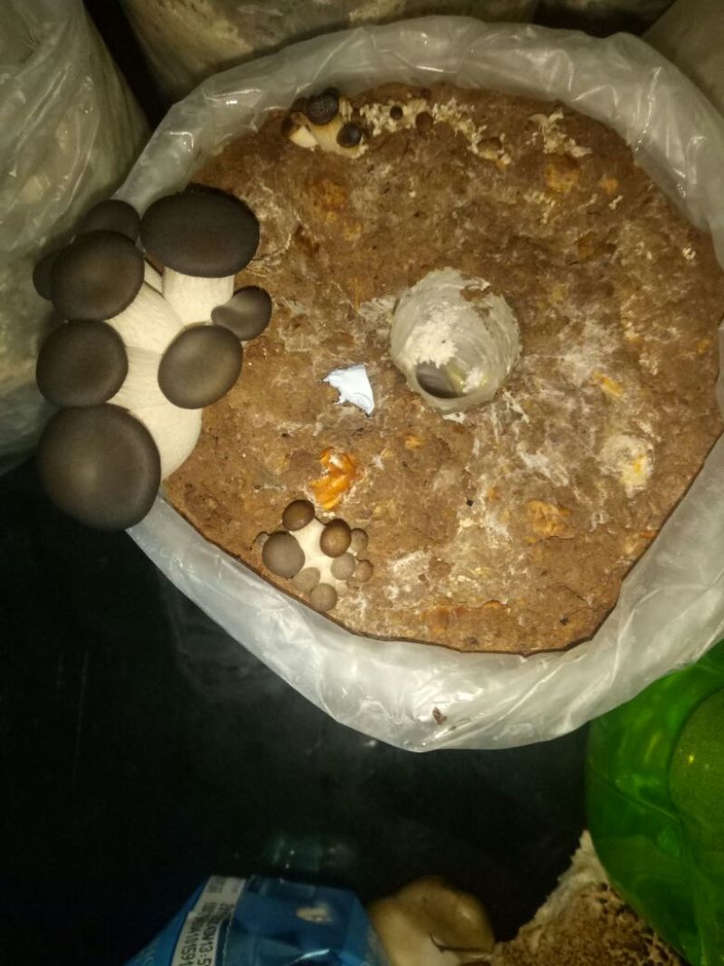 小黑平菇厚5~7cm浅灰色