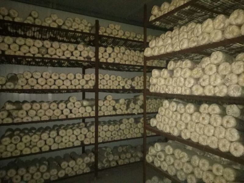 小黑平菇厚5~7cm浅灰色