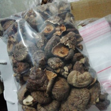 白面菇3cm以上