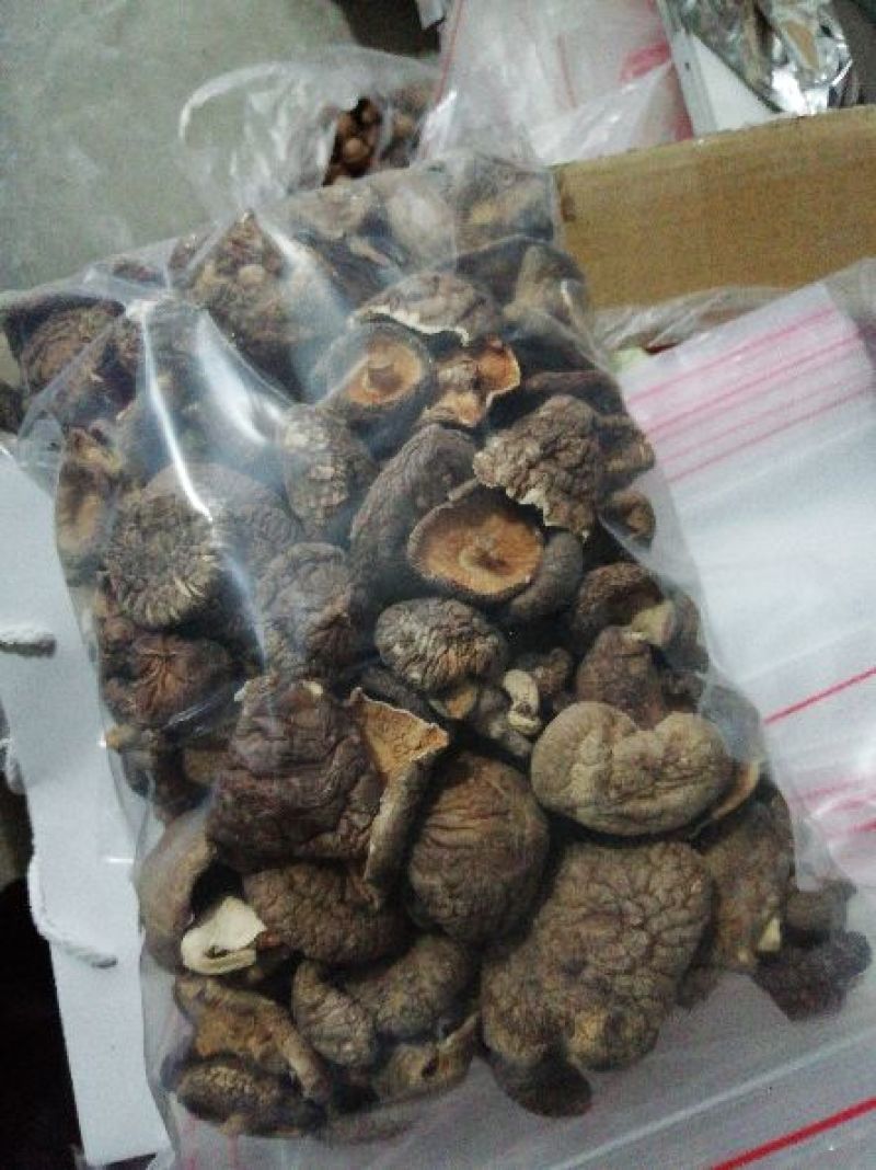 白面菇3cm以上