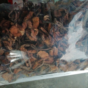 青杆菌