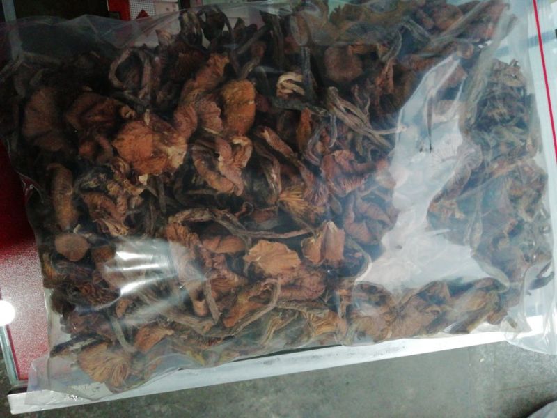 青杆菌