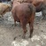 秦川牛400~500kg
