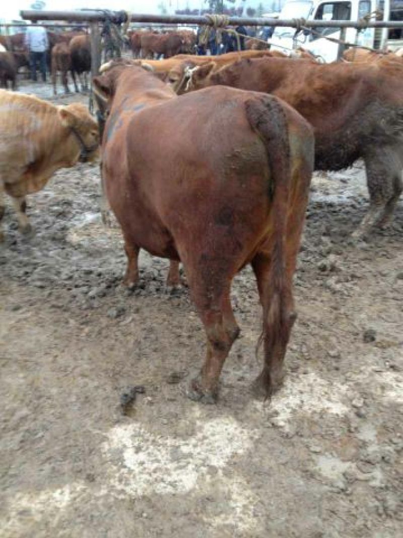 秦川牛400~500kg