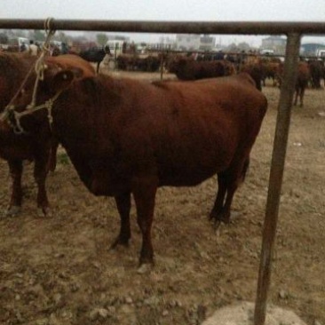 秦川牛400~500kg