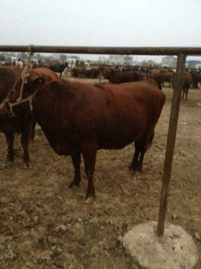 秦川牛400~500kg
