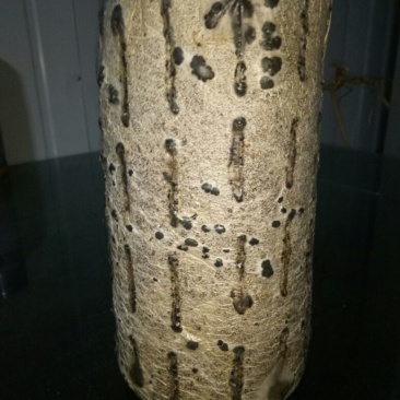 黑木耳菌棒