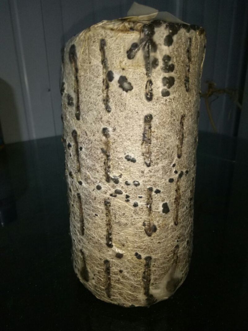 黑木耳菌棒