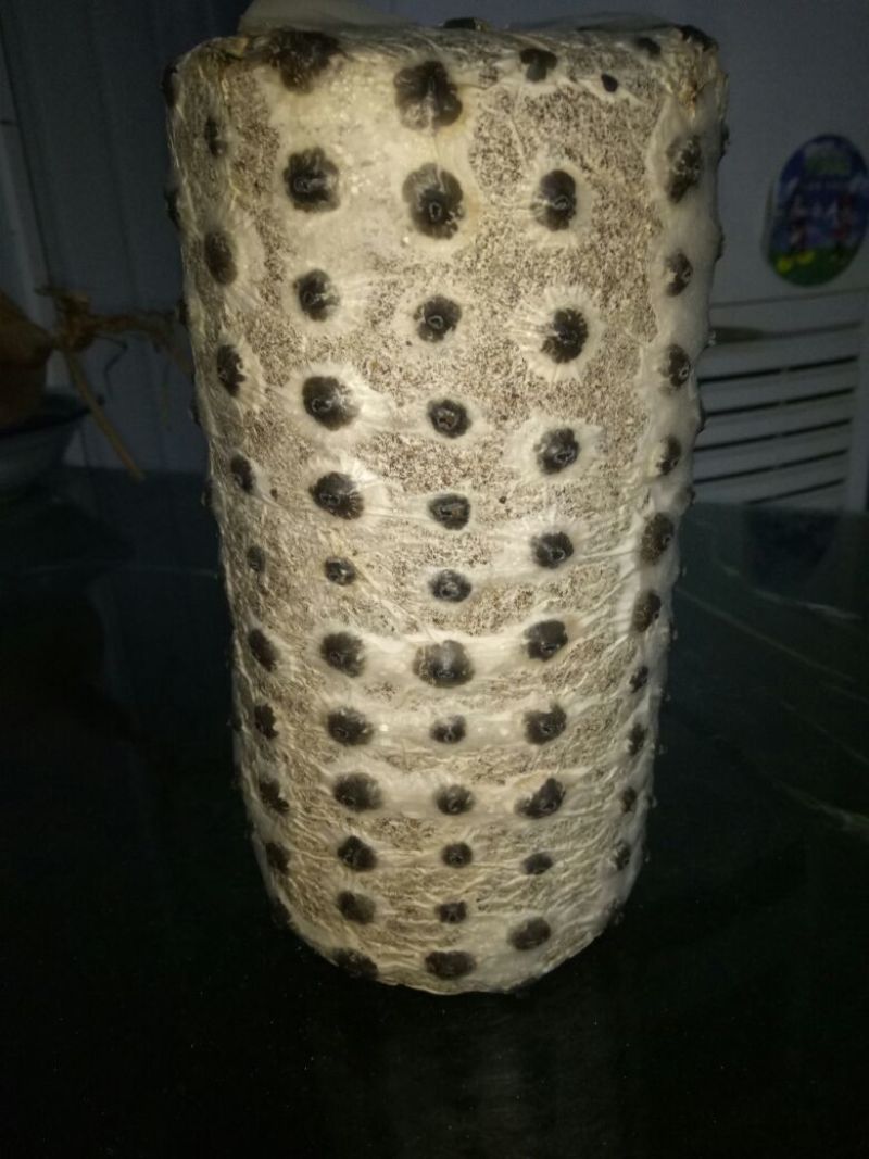 黑木耳菌棒